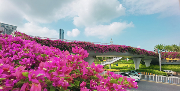 《市花廊桥》潘俊毅18750257263.jpg