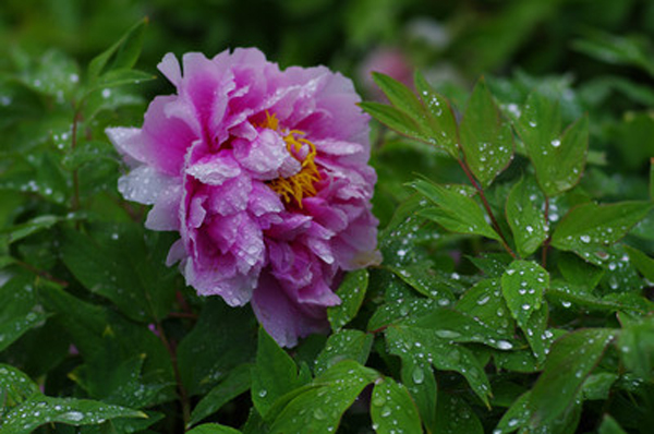 雨中牡丹.jpg